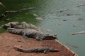 UK police say man under arrest after toddler ‘ended up’ in crocodile pen at zoo