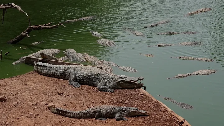 UK police say man under arrest after toddler ‘ended up’ in crocodile pen at zoo