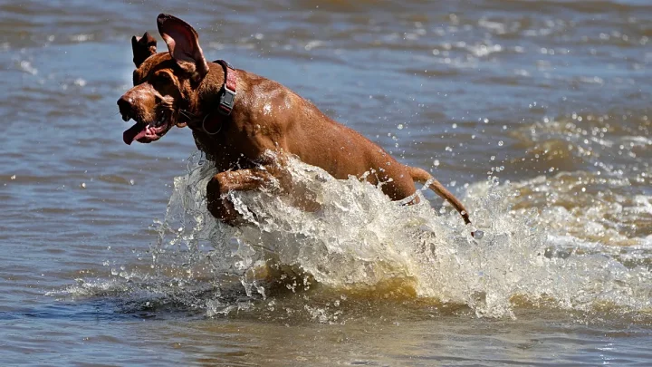 Panting and hyperthermia: Paris vet sees uptick in pets being admitted due to extreme heat