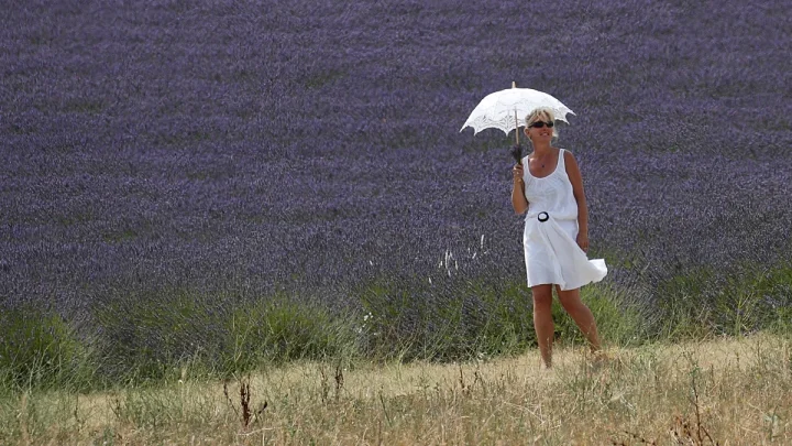 Lavender Provence farmers forced to raise laying hens to keep their activity going