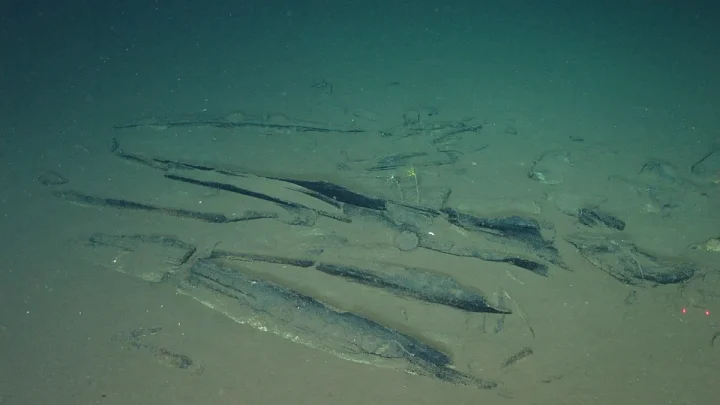 Scientists discover where whales go to die