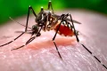 Asian tiger mosquito spreads as far as Berlin: how dangerous is it?