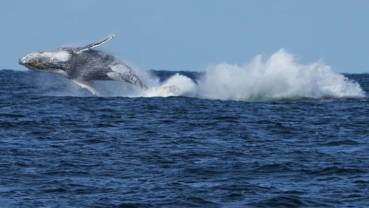 Video. First whales killed as Iceland restarts commercial hunt