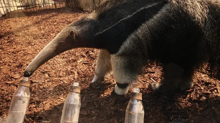 Anteater prediction: how World Cup oracle Taio tips Germany’s opening match