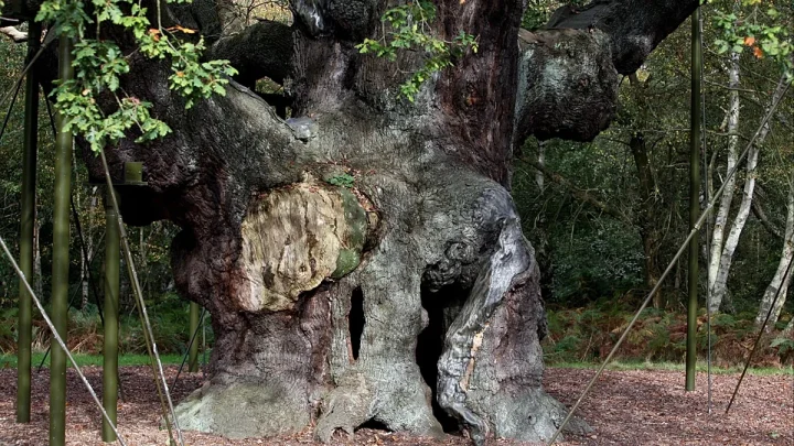 Robin Hood’s famed Sherwood Forest 1,200-year-old oak tree declared dead