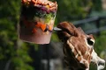 Video. Frozen feasts and cool pools help Rome zoo animals survive heatwave