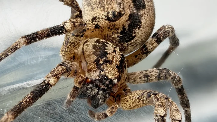 What to do if bitten by a Nosferatu spider? More giant spiders on the Baltic Sea