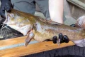 Record: angler lands giant 2.5-metre catfish