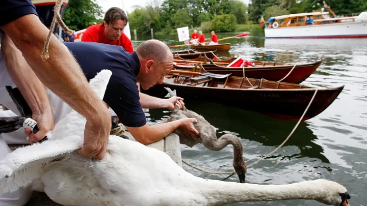 Video. King’s Swan Upping on the Thames shows healthy cygnets but rising litter