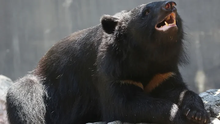 Japanese school teaches children how to stay safe around wild bears
