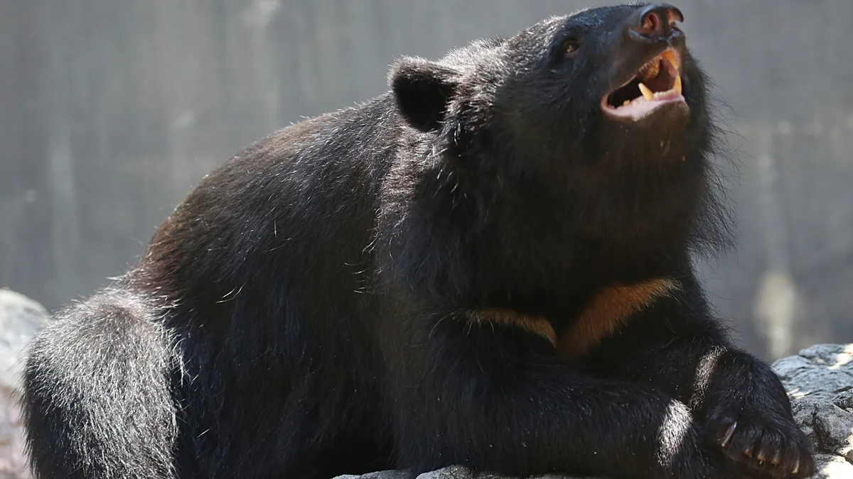 Japanese school teaches children how to stay safe around wild bears
