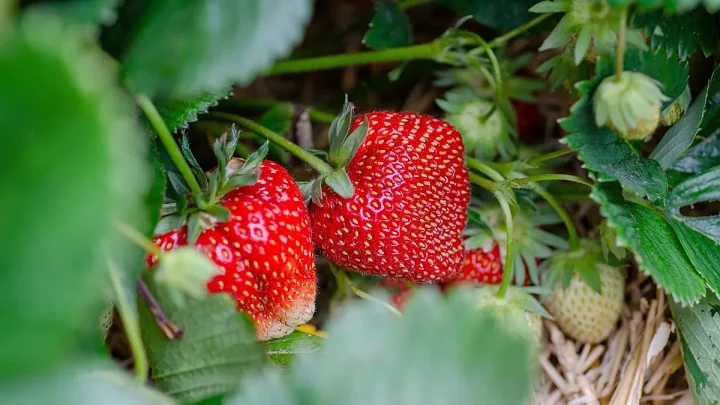 Spanish strawberries among Europe’s cleanest, study finds low pesticide levels