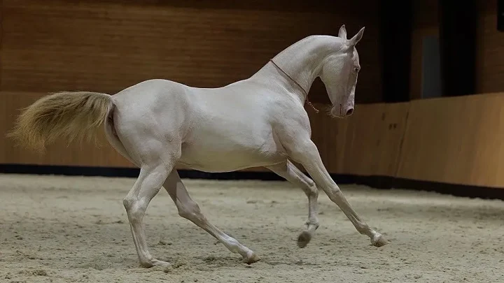 Good breeding: Kazakh ‘satin’ horse becomes new national symbol