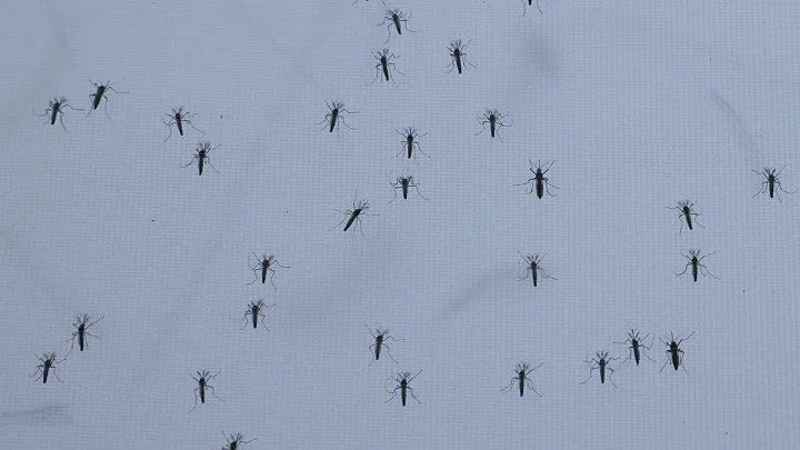 Common mosquito, Asian tiger mosquito: Germany faces mosquito plague