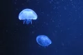 Dangerous jellyfish in Germany: where swimmers should take care